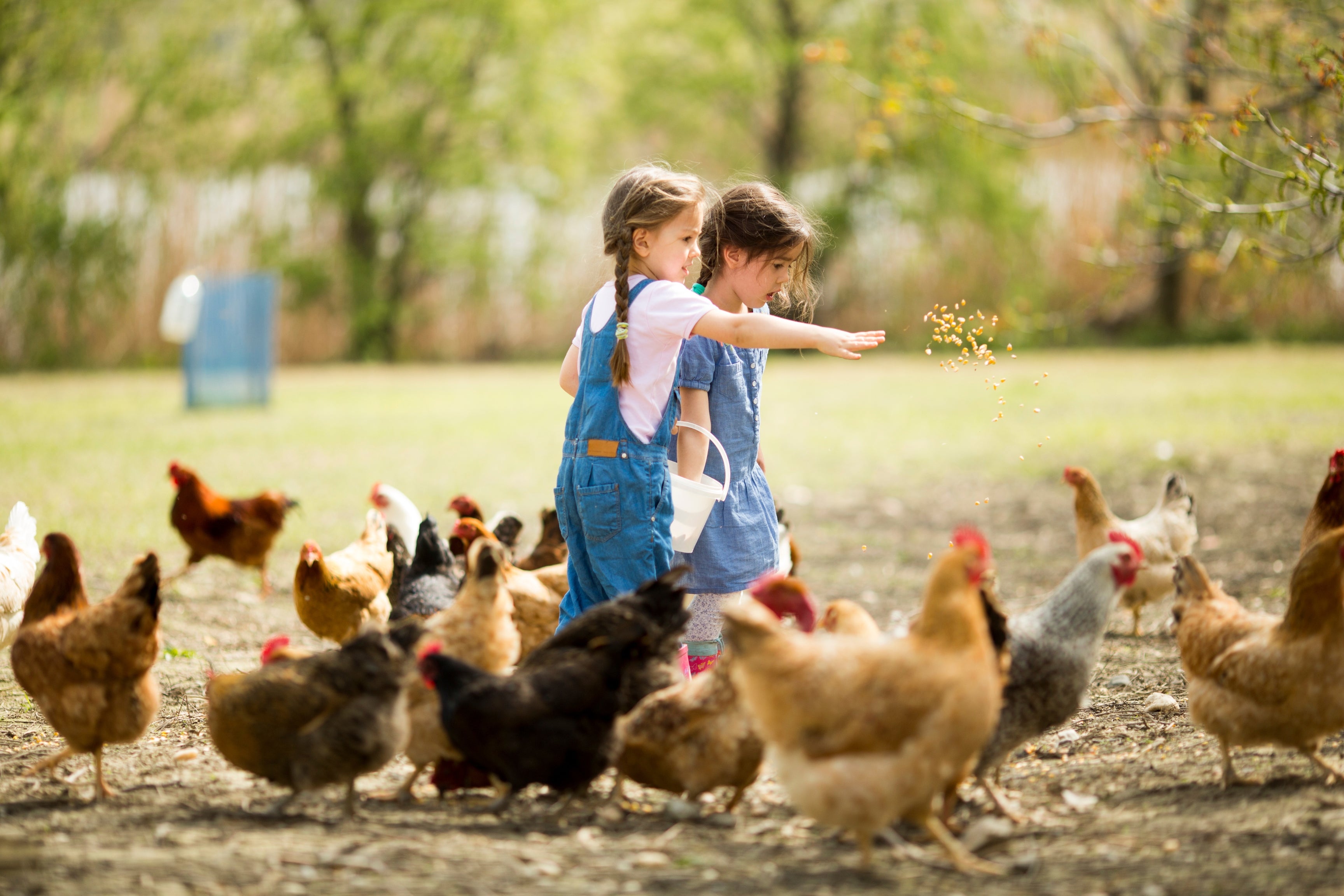 little girls in overalls feeding chickens